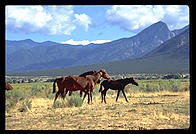 Wouldn't it be marvelous if there was enough land for horses to be free?